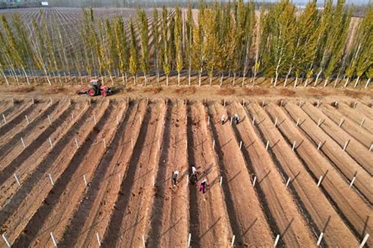 什么蔬菜含铅多