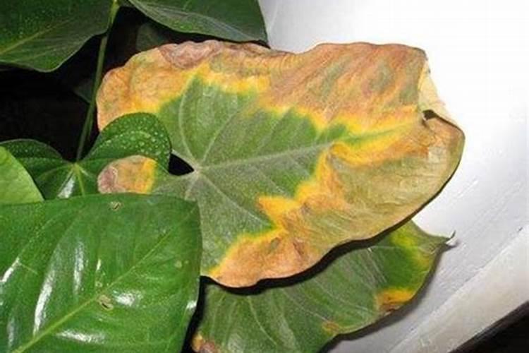 玉林福绵农业特色