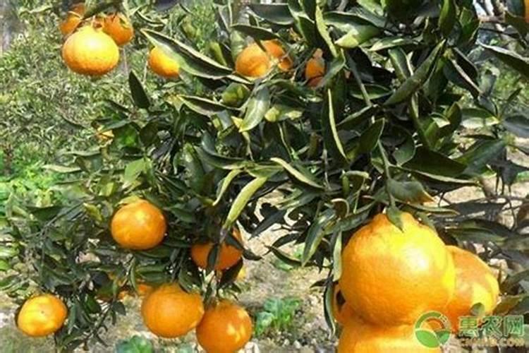 四川耙耙柑的施肥和灌溉技术有什么特点