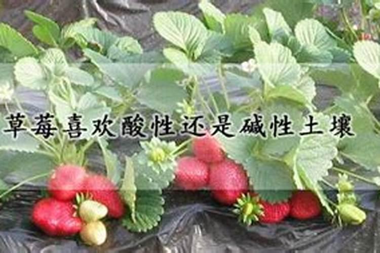 自己种的草莓怎么才能甜
