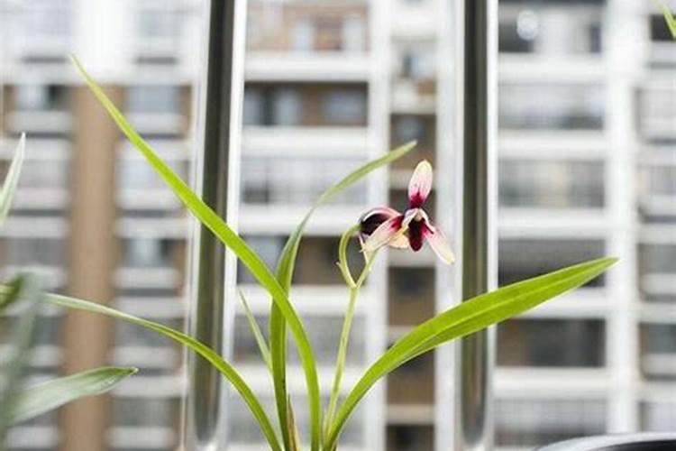 葡萄萌芽期可以浇水吗 葡萄什么时候施肥好