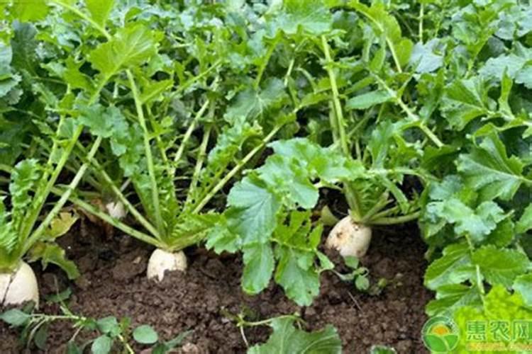 萝卜施什么肥 一般需要施这种肥