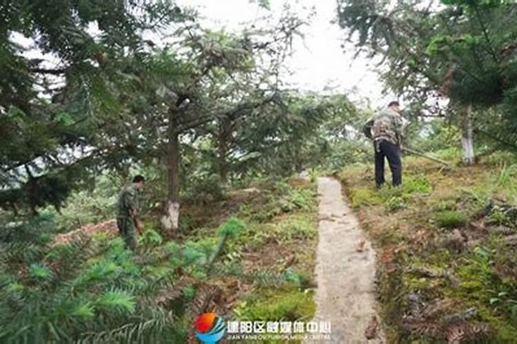 杉木栽培技术与抚育管理