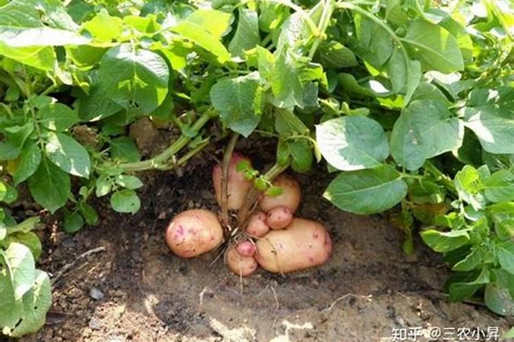 种植豆角,需要施什么肥？