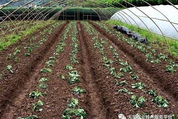 草莓定植后什么时候追肥 草莓定植后怎么施肥打药水