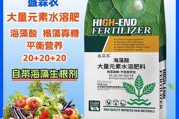 番茄苗发紫不长是怎么回事