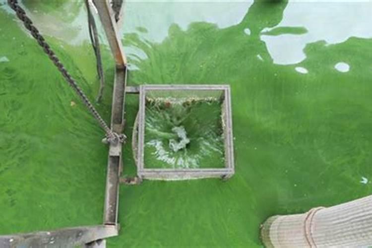 种植油菜时,为什么要增施硼肥？硼肥有什么作用呢？