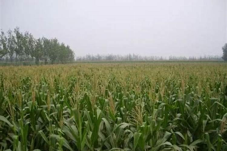 叶面肥喷多少尿素合适