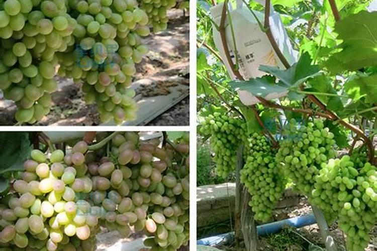 油菜用硼肥最正确方法