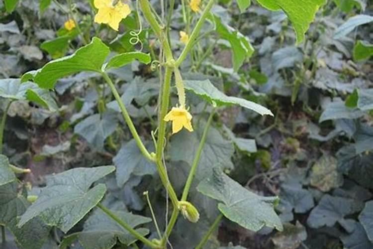 蔬菜大棚出租价格包含水电费吗