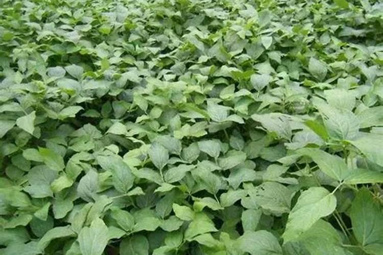 种植大葱用什么肥最好？