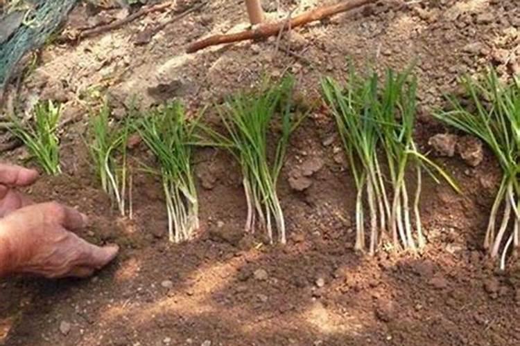 韭菜高产施肥技术及叶面肥使用建议