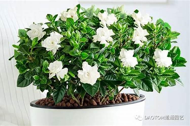 栀子花冬天要施肥吗