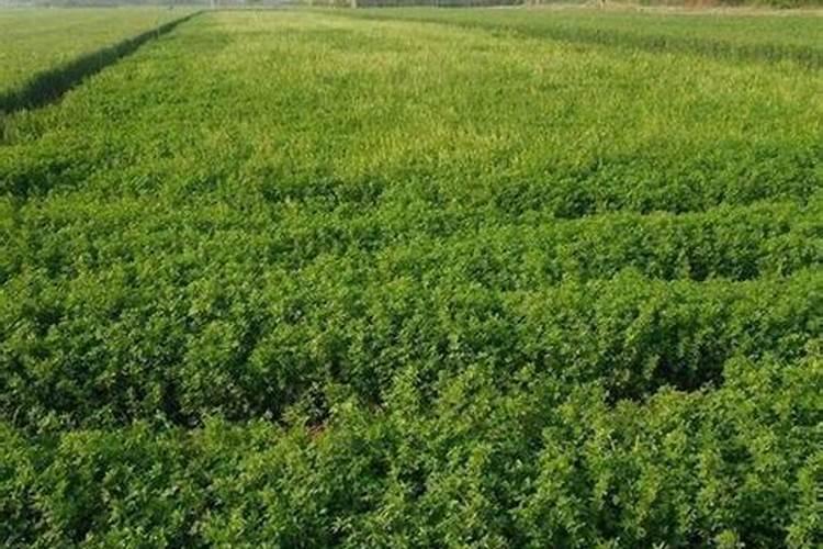 苜蓿草的种植方法