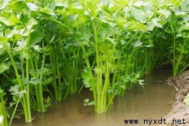 菜芹是什么,它喜欢什么环境,用浇水吗？