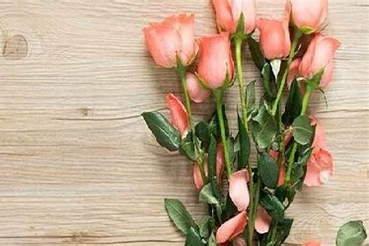 玫瑰花不施肥会怎么样