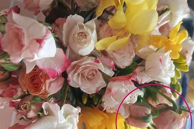 玫瑰花在室内能养活吗