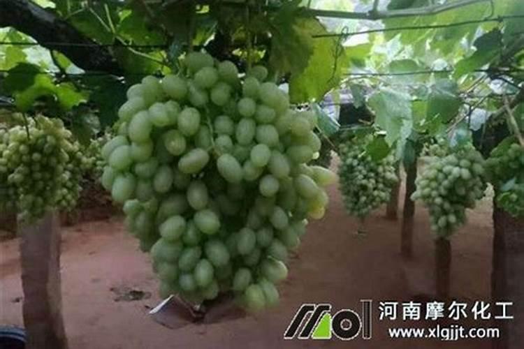 黄腐酸钾属于什么肥料