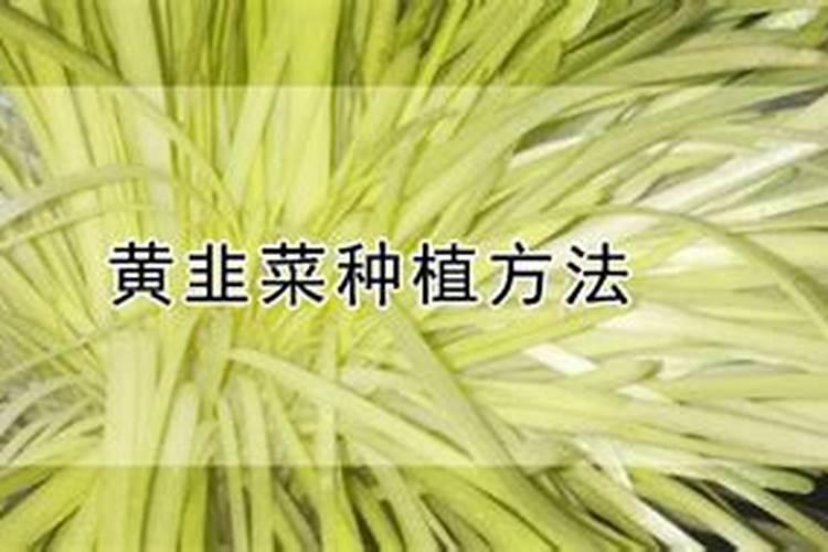 黄韭上什么肥料合适