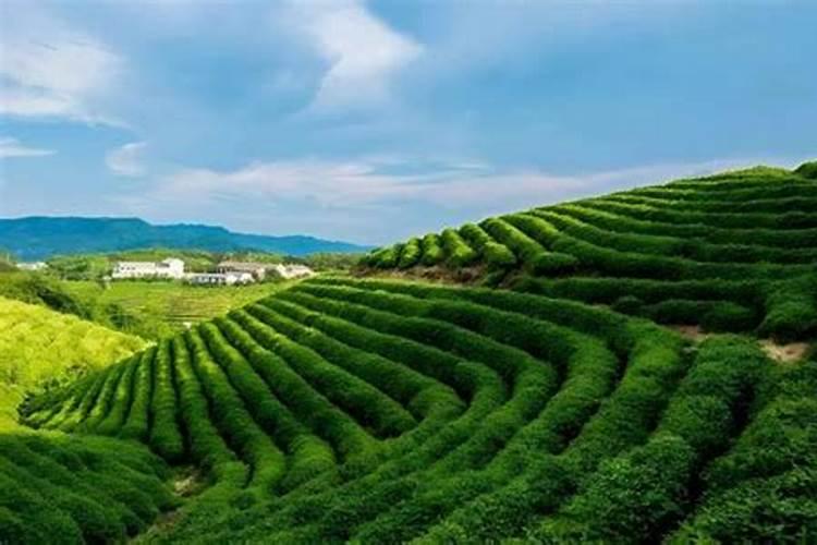 辣椒育苗需多少天出芽,怎么浇水和施肥
