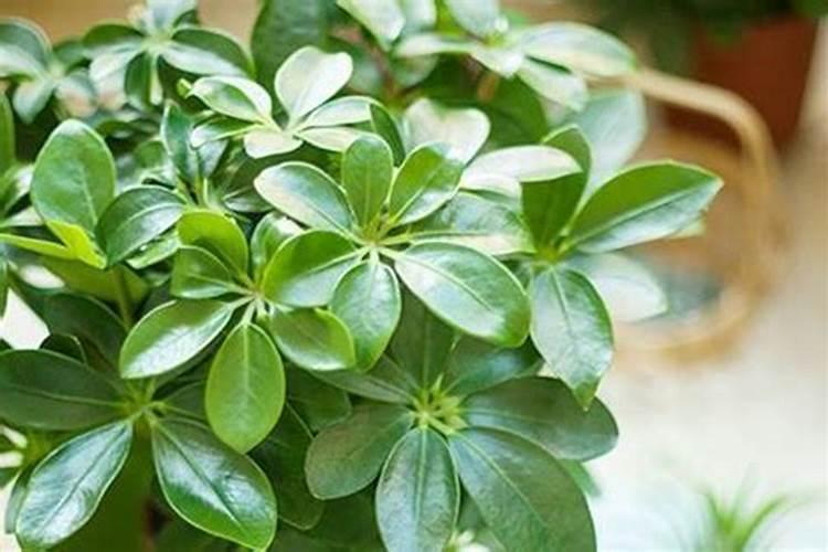 观叶植物用什么肥料好