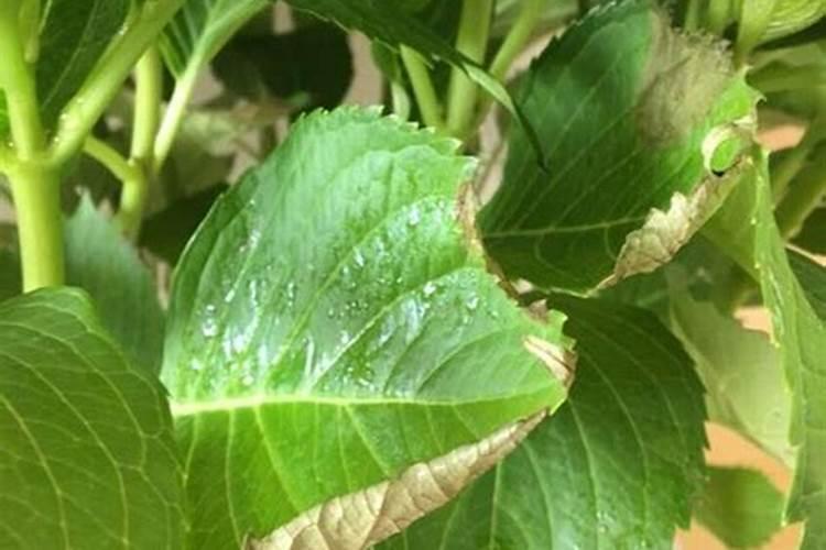 绣球花只长叶子不开花原因及处理方法