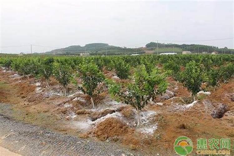 中化腐植酸200l液体桶肥料多少