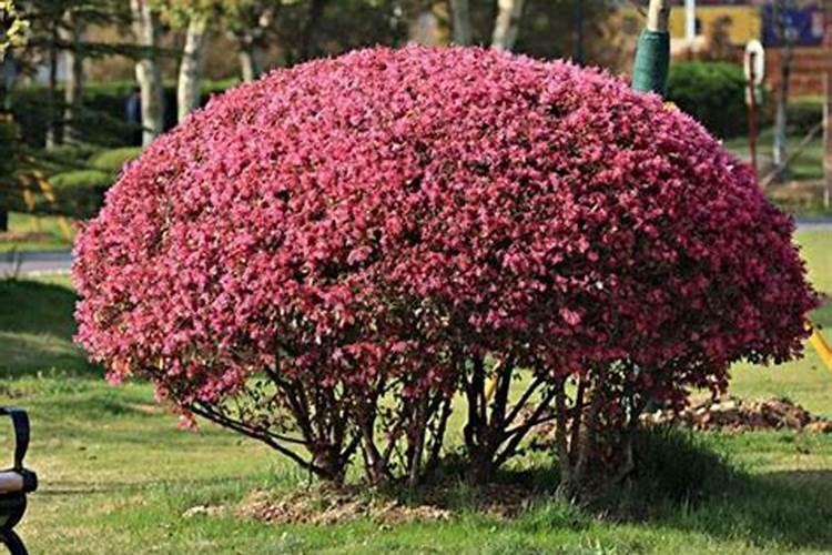 秋天的树有什么