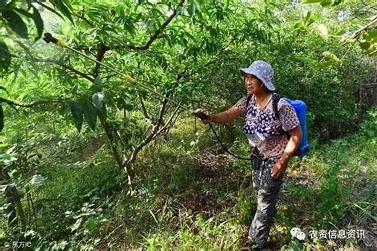 树浆弄手上洗不掉怎么办