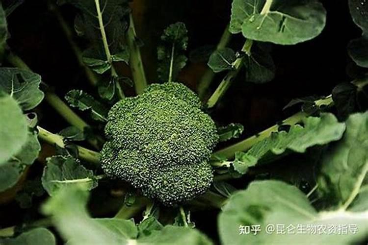 西兰花什么时候打绿壮元