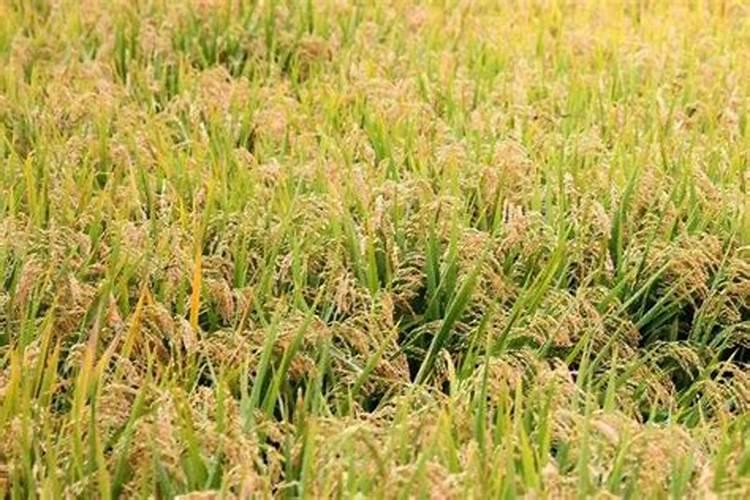 树荫水稻贪青晚熟喷什么药？