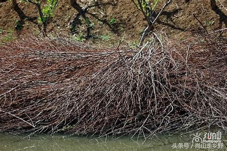 自制水溶肥配比表,水溶肥如何使用