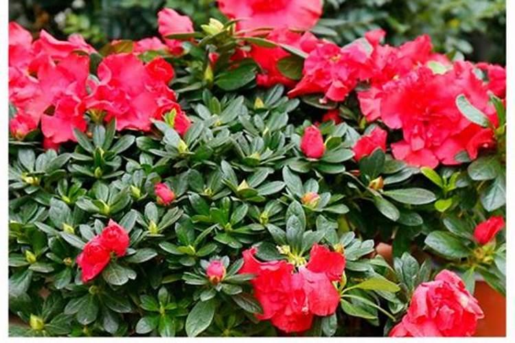 杜鹃花怎么养