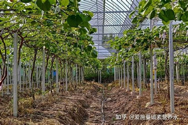 猕猴桃秋季用什么肥料
