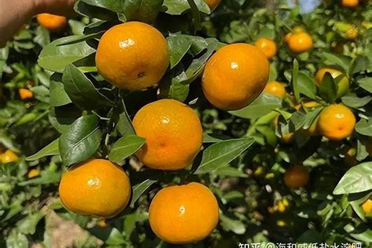 椰树集团是不是上市公司？