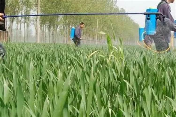 小麦清明前后还能撒尿素吗