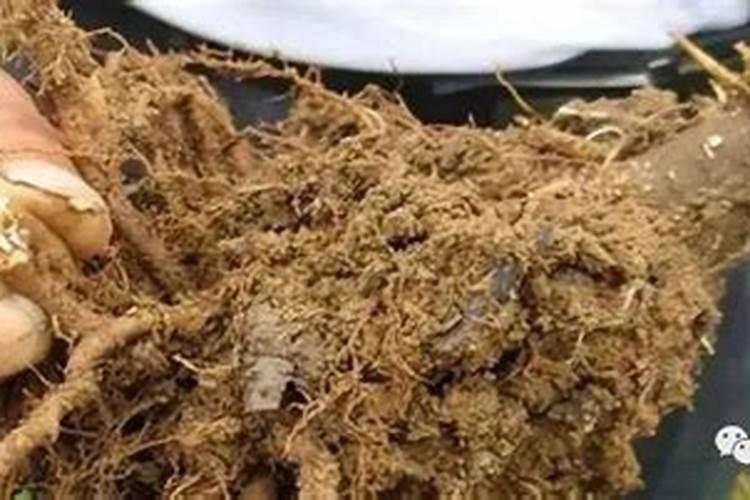 石榴树最忌三种肥料