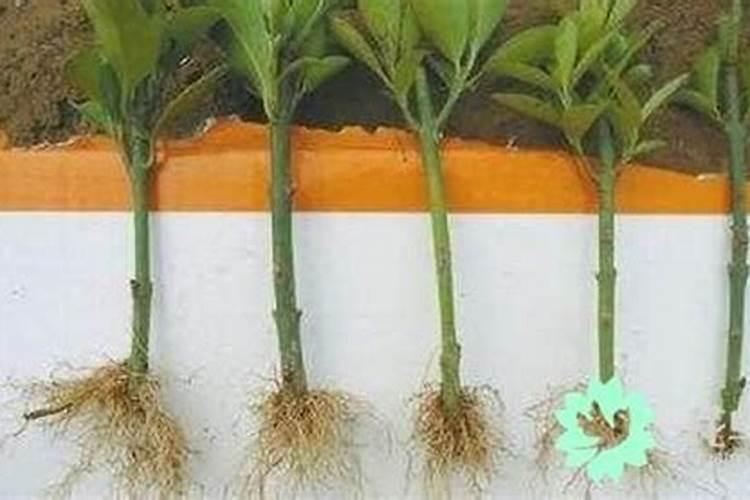 生根肥使用过程中应注意什么