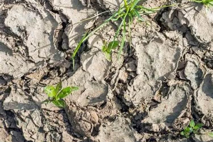 土地呈现结板应该怎样解决？