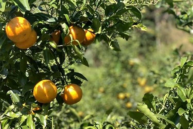种植沃柑施肥时间和方法