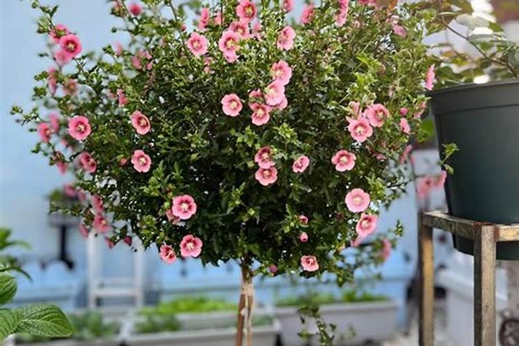 小木槿怎么施肥,小木槿的施肥养护技巧