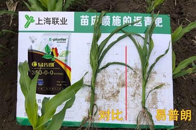 磷酸二氢钾在作物上具体怎么使用？