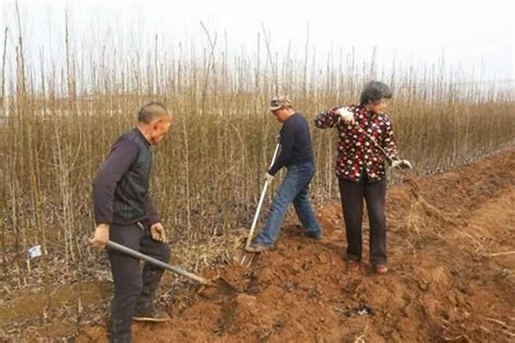 天禾标清生物有机肥,价格表