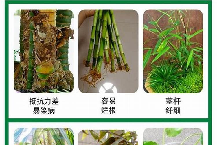 桂花树施什么肥合适