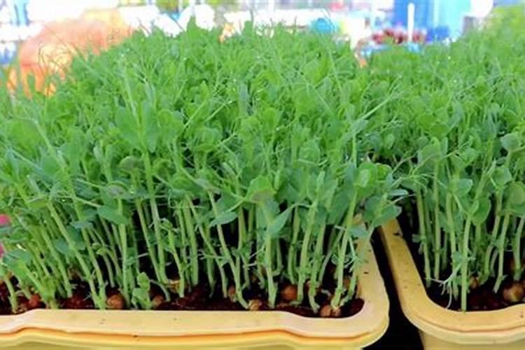 豌豆的种植和管理!请专业回答!详细点谢谢!