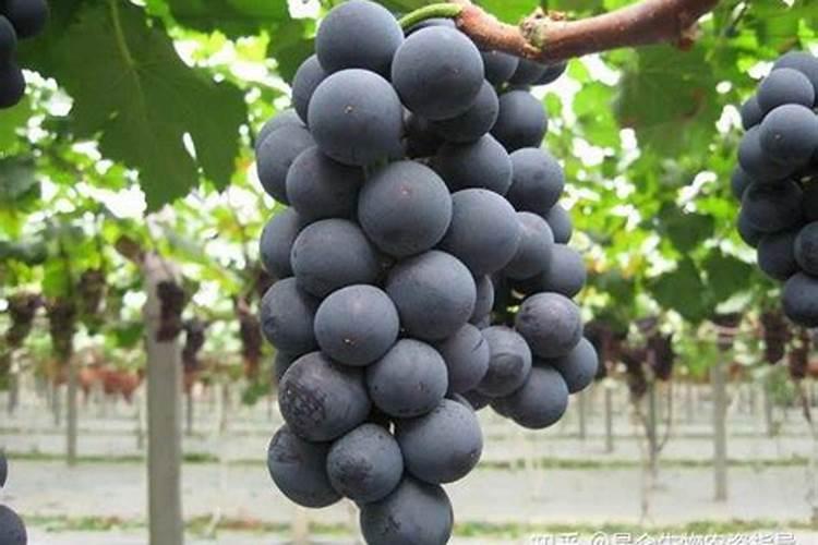 刚栽的小苗施什么肥比较好