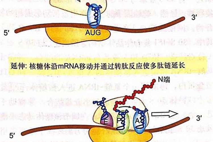 杉树苗出现这种叶子变黄变红是得病了吗