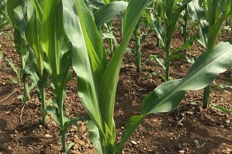 辣椒苗期猝倒病的特效药