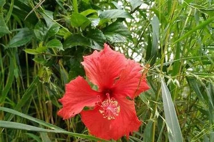 扶桑花为啥总掉花苞 常见原因有哪些