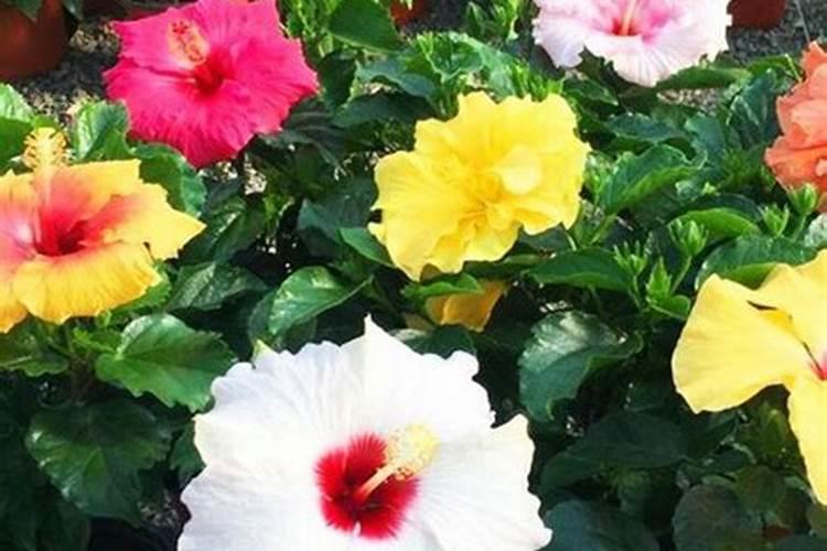 扶桑花浇什么肥料合适